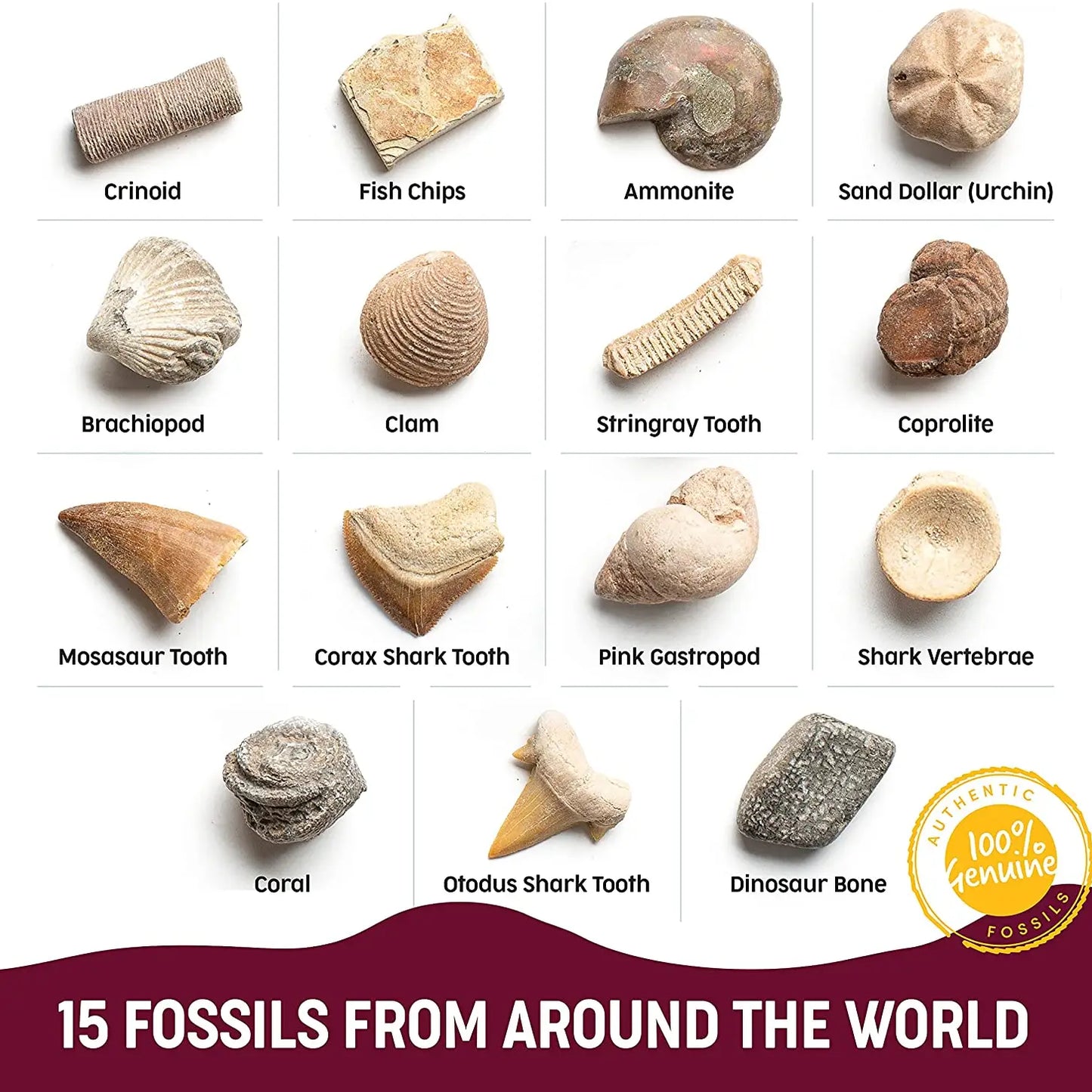 Fossil Dig Kit