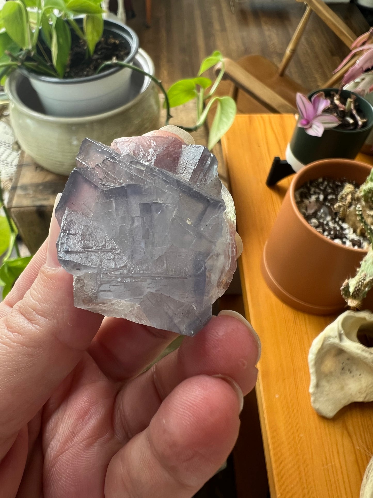 Blue Fluorite from Pakistan – 42g | 1.5" Around | Crystal of Mental Clarity, Calm & Intuitive Flow