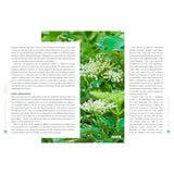 Plant Spirit Medicine -Hardcover