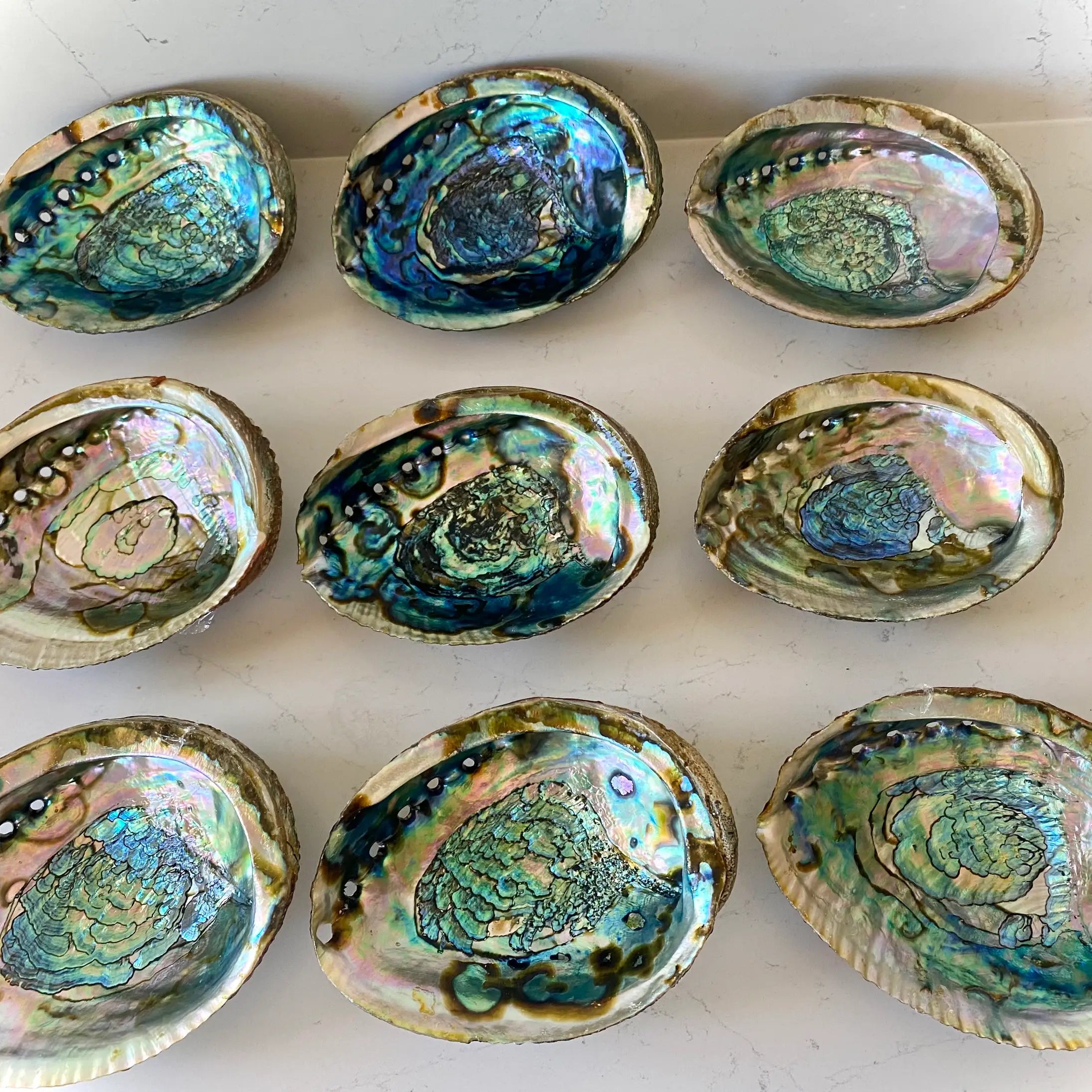 Albourne Shell Abalone Shell for Smoke Cleansing & Ritual – 4-5 Inch Natural Shell ...