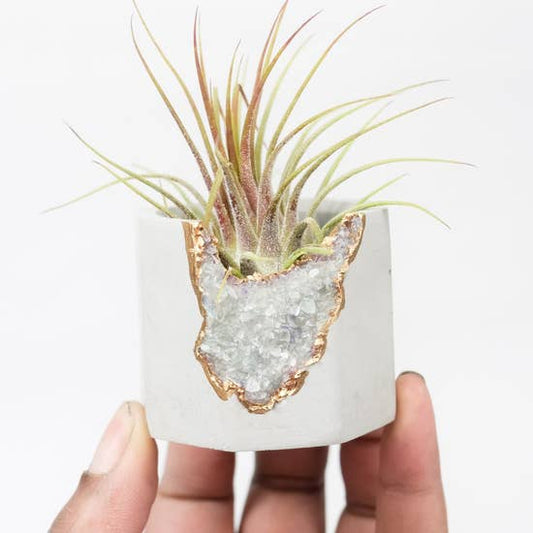 White Fluorite Geode Mini Planter with Gold Detail