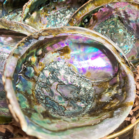 Abalone Shell // Large Size
