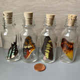 Large Bottle Butterfly Wing Jar