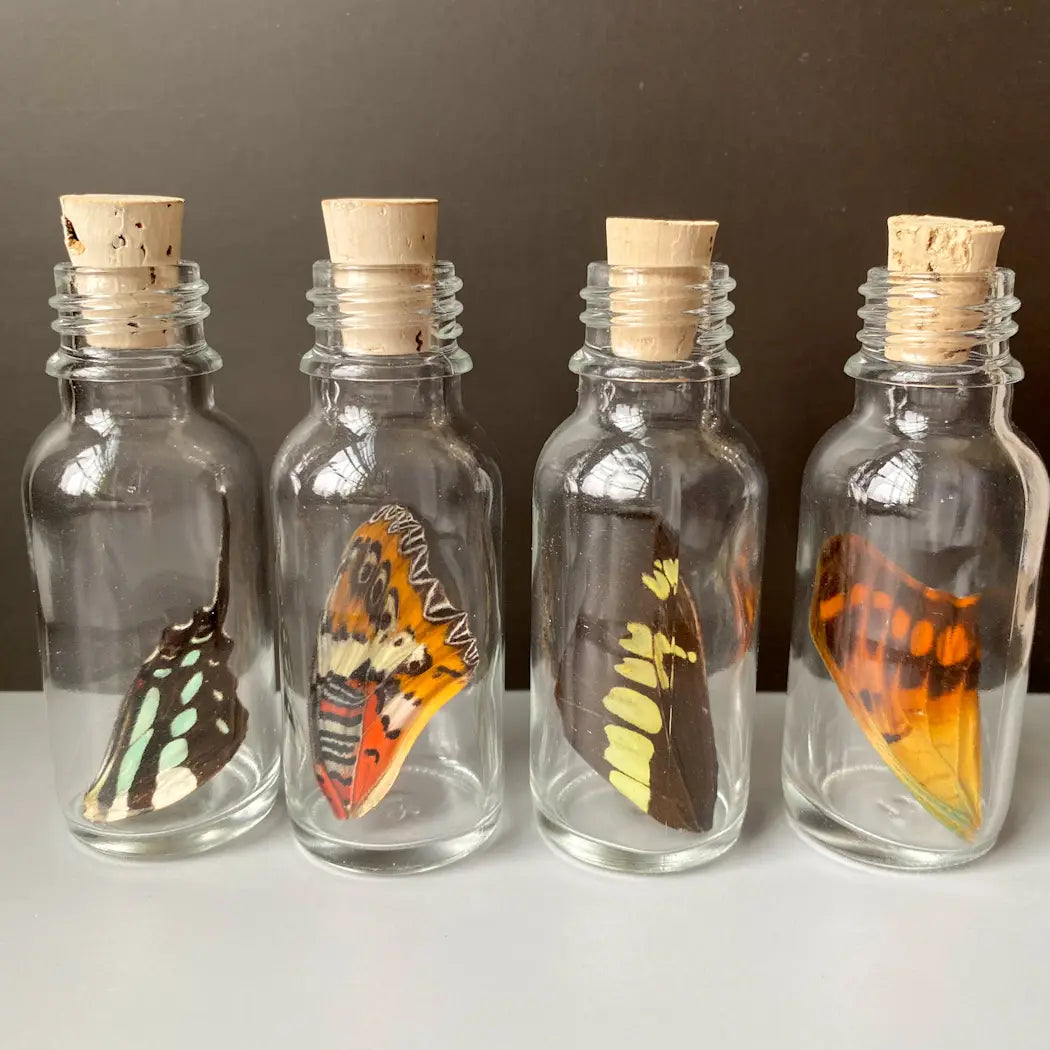 Large Bottle Butterfly Wing Jar